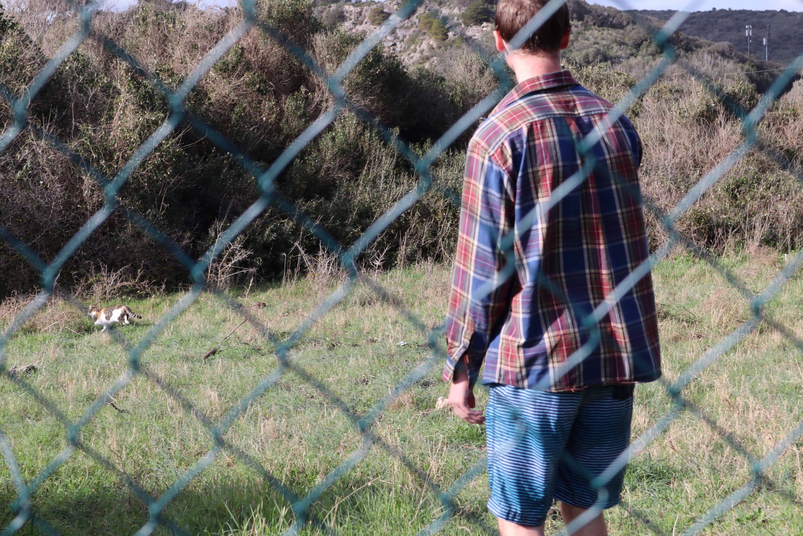 cat sitting in the grass
